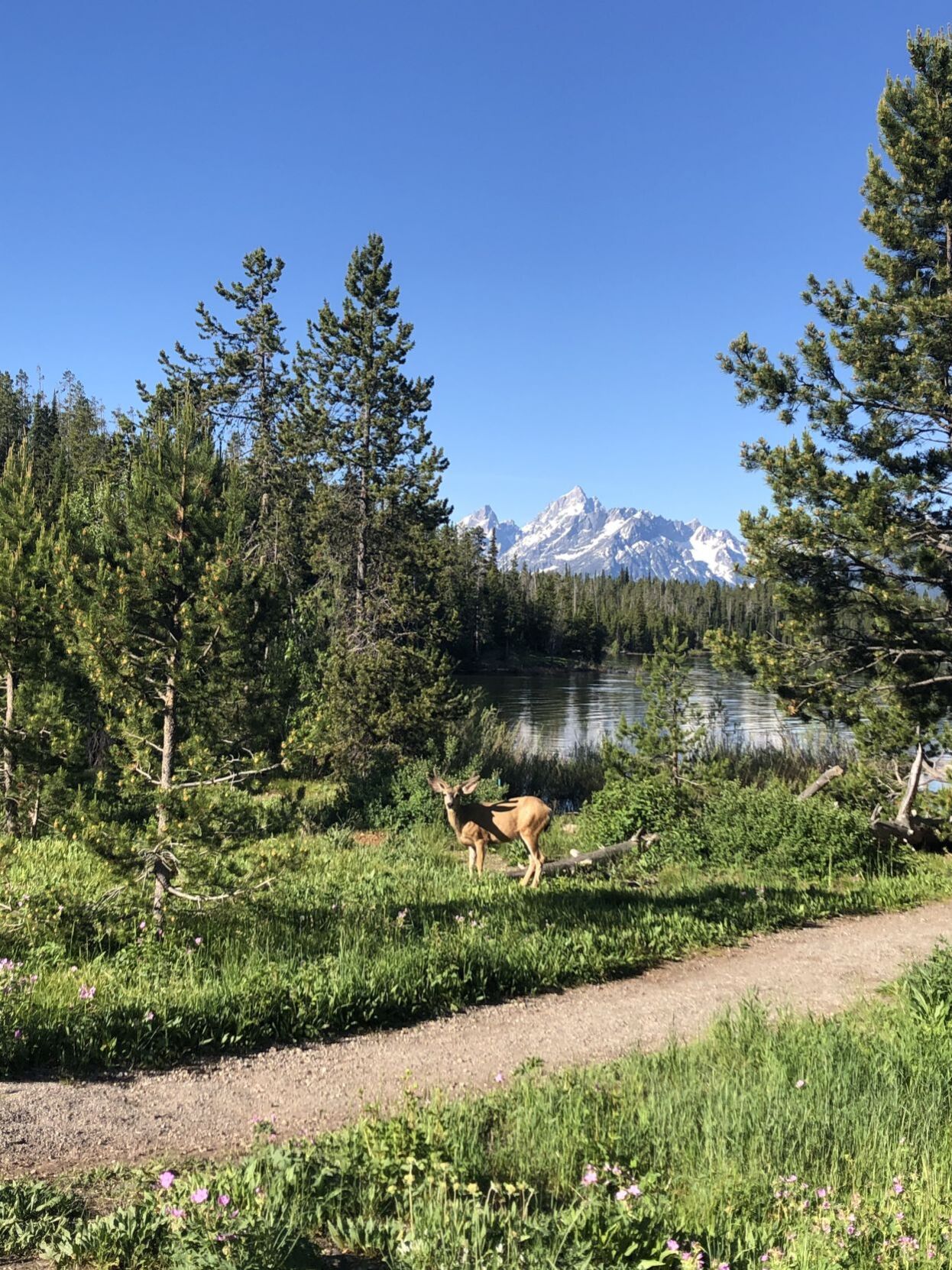 Deer at Grand Teton